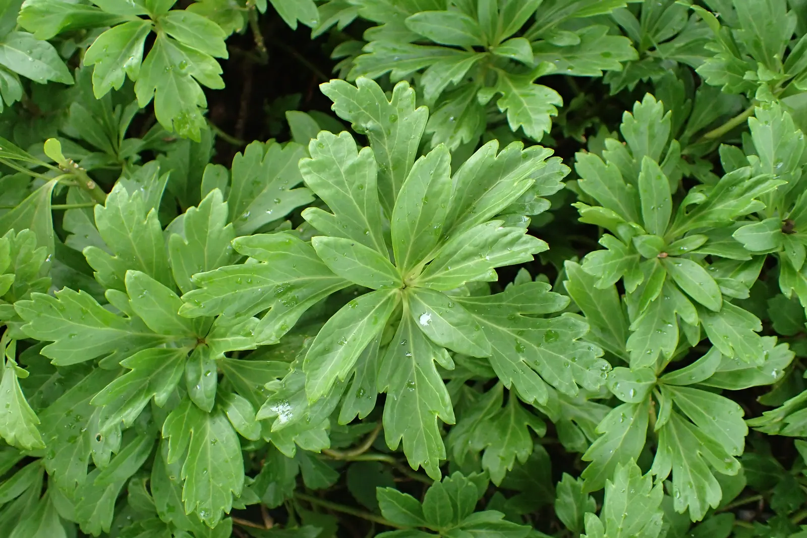 Japanese Spurge (Pachysandra Terminalis) — well-drained soil with an acidic to neutral pH; deep green leaves which are slightly leathery in texture