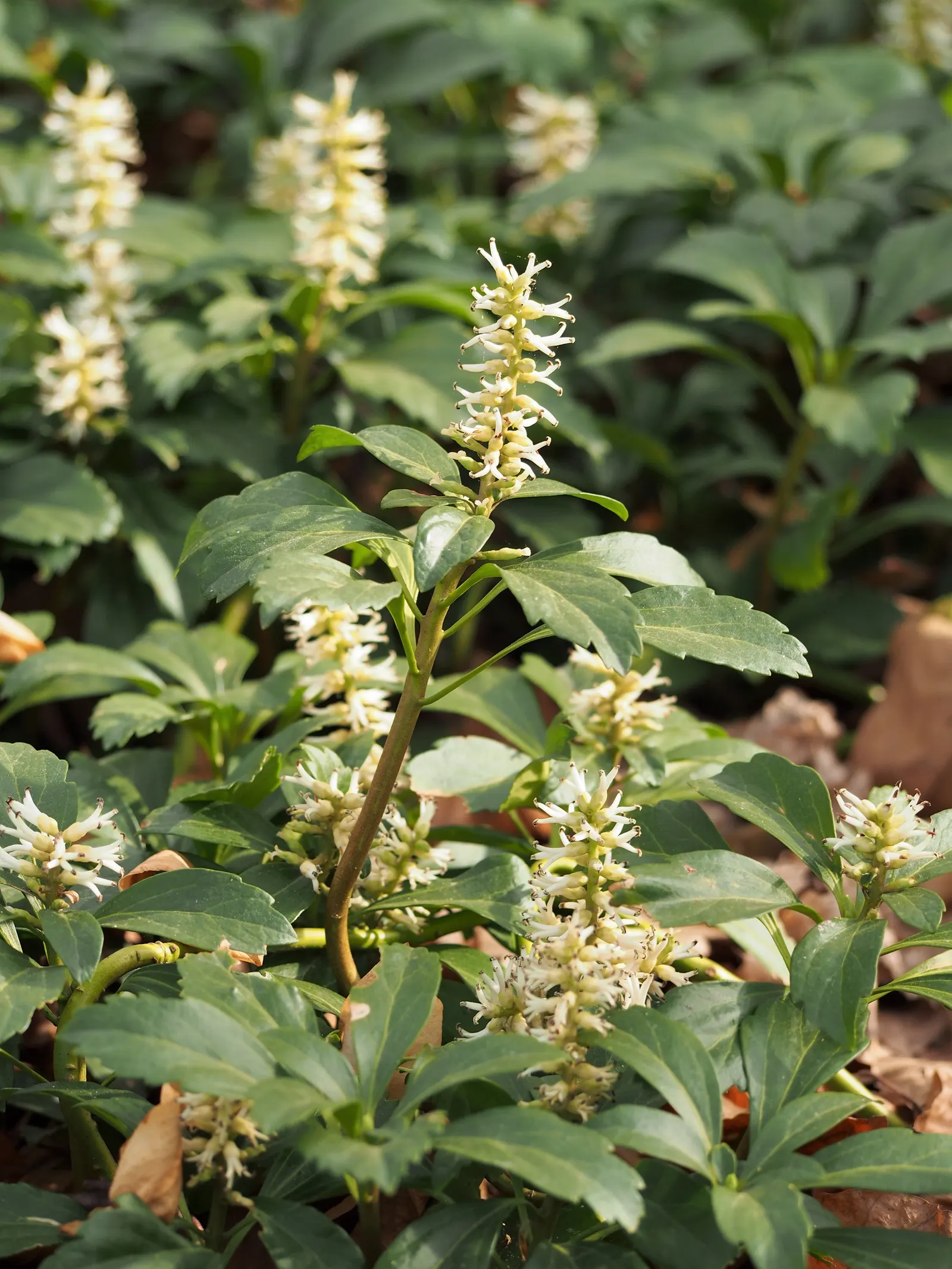 Japanese Spurge (Pachysandra Terminalis) — deep green leaves which are slightly leathery in texture; ideal for low-maintenance areas, it sports, image 64