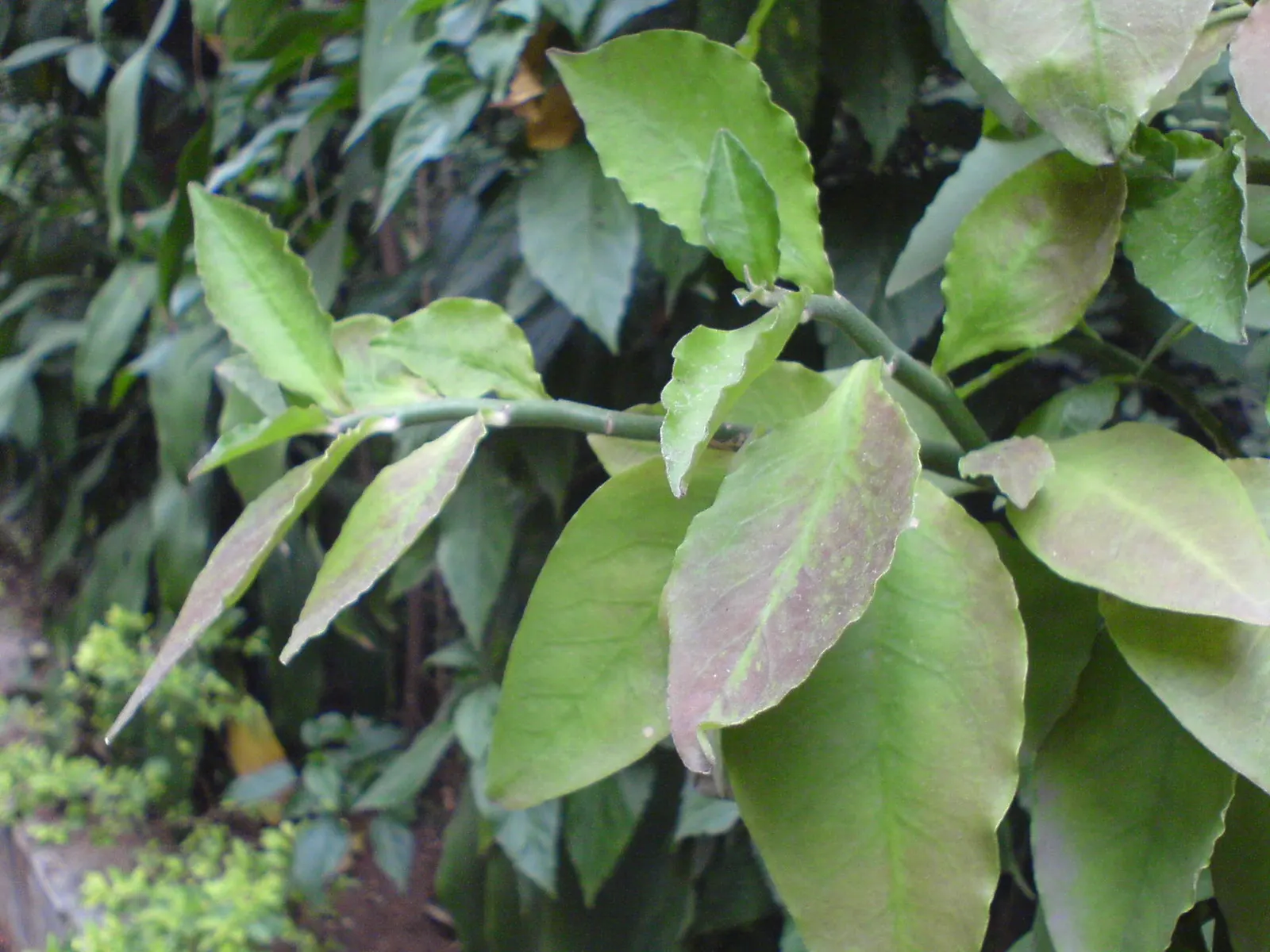 Japanese Spurge (Pachysandra Terminalis) — deep green leaves which are slightly leathery in texture