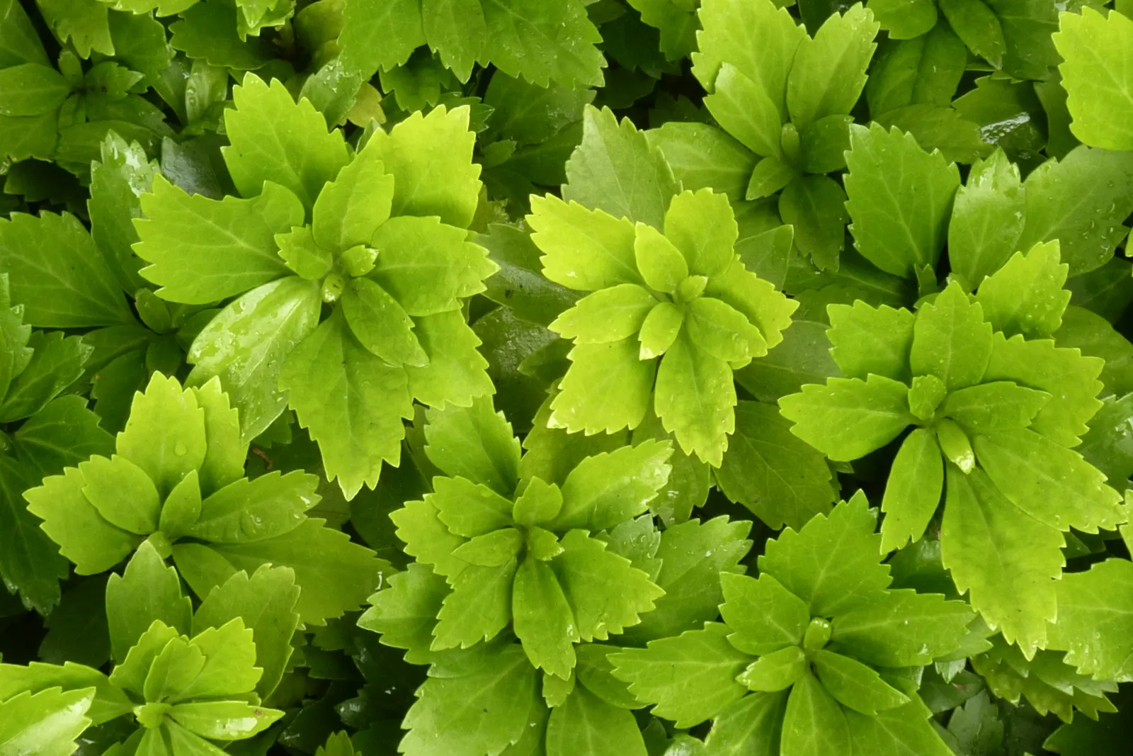 Japanese Spurge (Pachysandra Terminalis) — Its foliage is comprised of glossy; due to its spreading habit, image 63