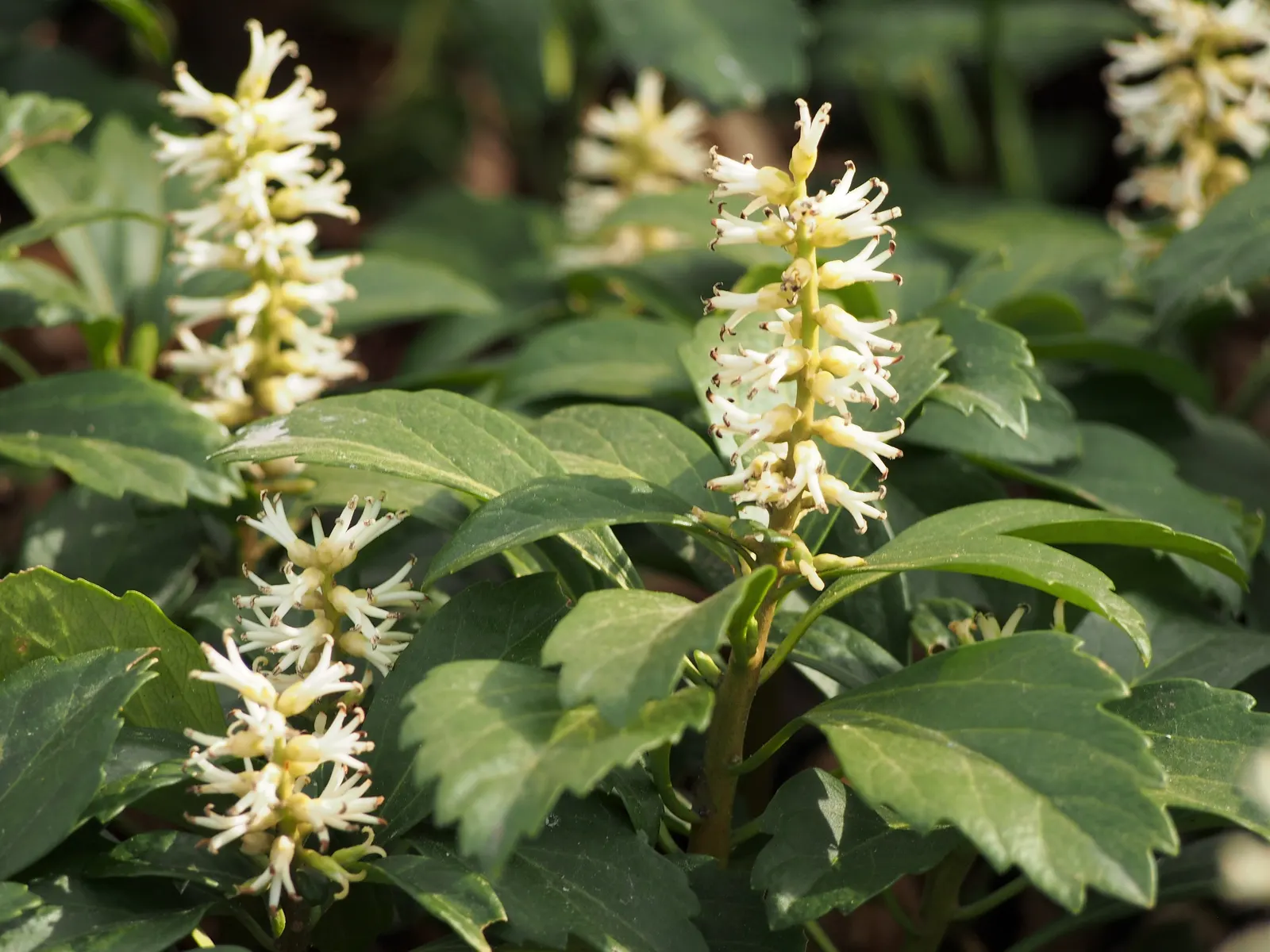 Japanese Spurge (Pachysandra Terminalis) — Ideal for low-maintenance areas, it sports tiny white blooms in early spring; it is an excellent choice, image 55