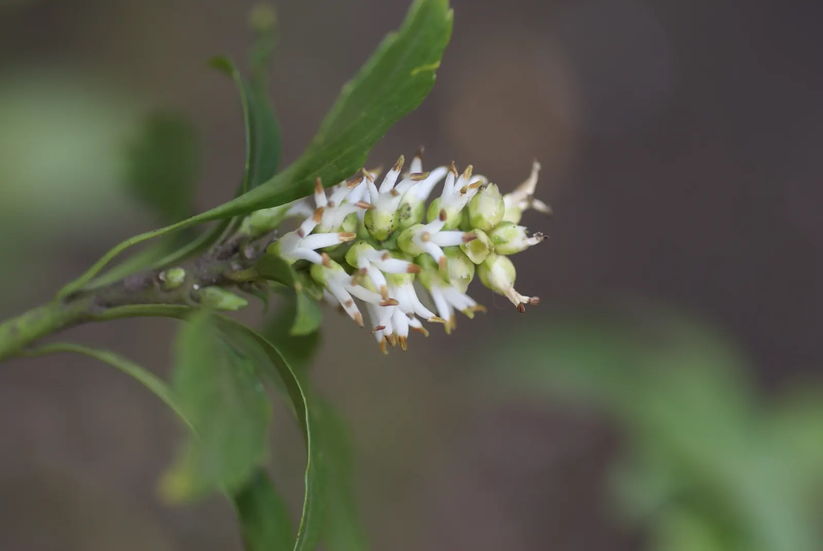 Japanese Spurge (Pachysandra Terminalis) — which add subtle interest to its otherwise uniform appearance.<br><br>Pachysandra terminalis prefers moist; and