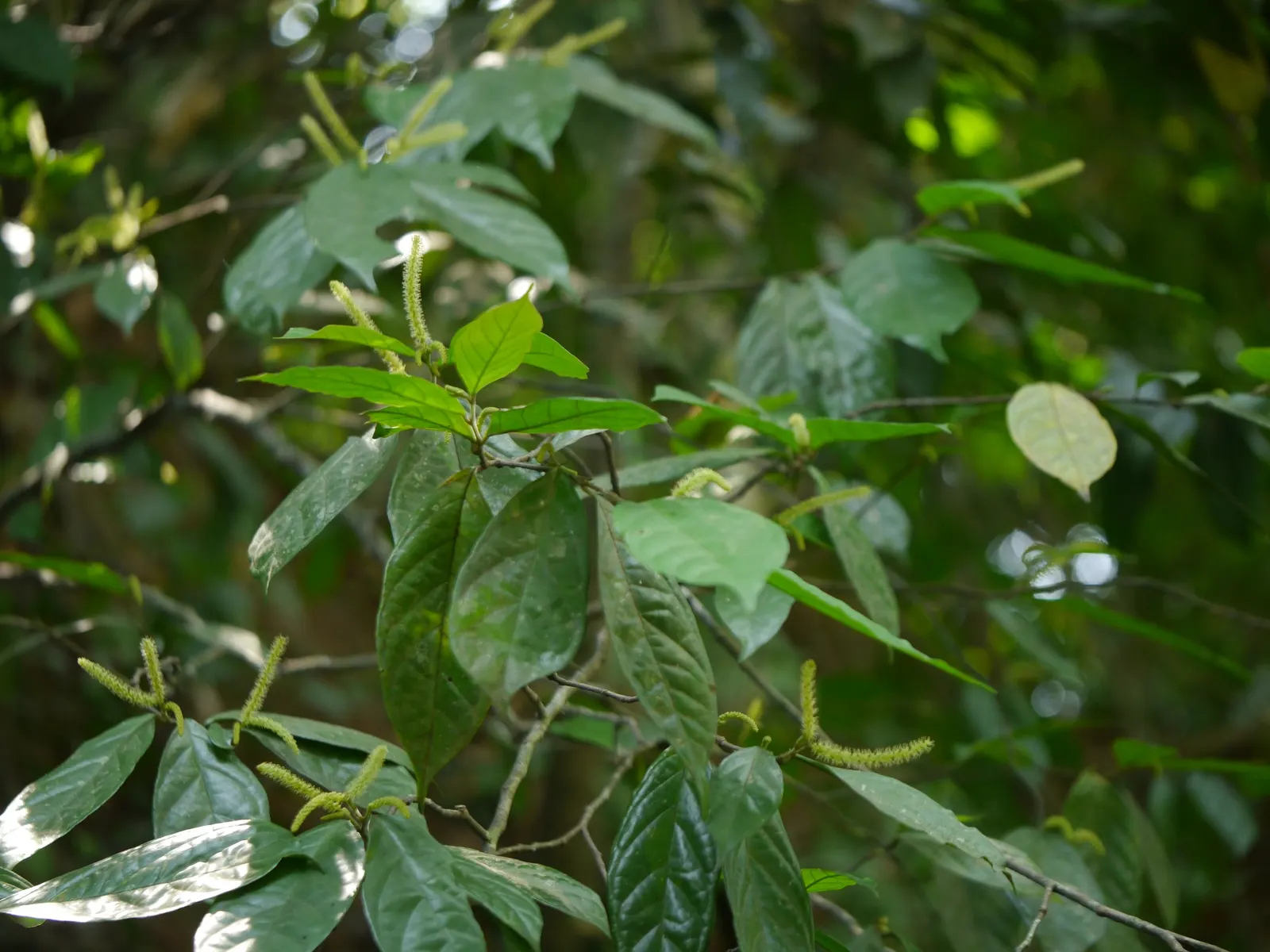 Japanese Spurge (Pachysandra Terminalis) — such as under trees or on the north side of buildings