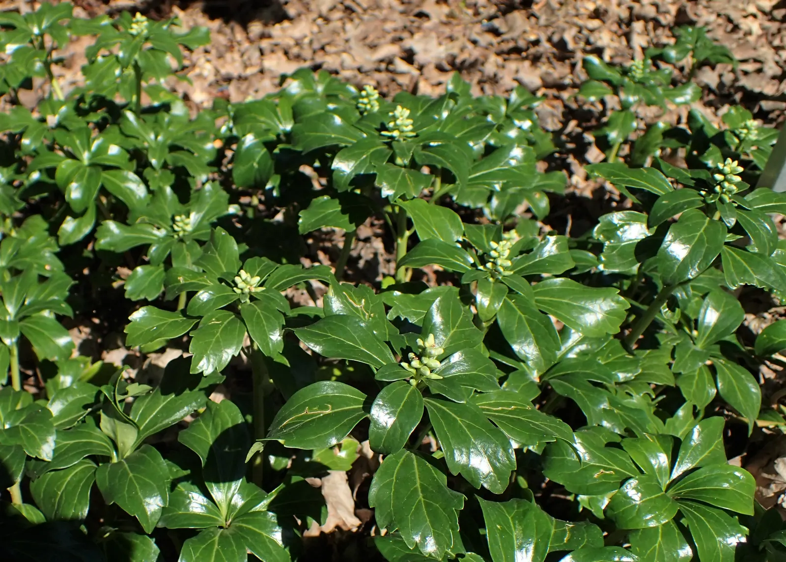 Japanese Spurge (Pachysandra Terminalis) — standing about 2 to 4 inches tall; white flowers in the garden, image 67