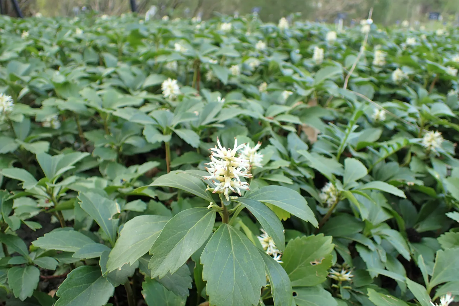 Japanese Spurge (Pachysandra Terminalis) — such as under trees or on the north side of buildings; broadleaf evergreen / ground cover for deep shade, image 71