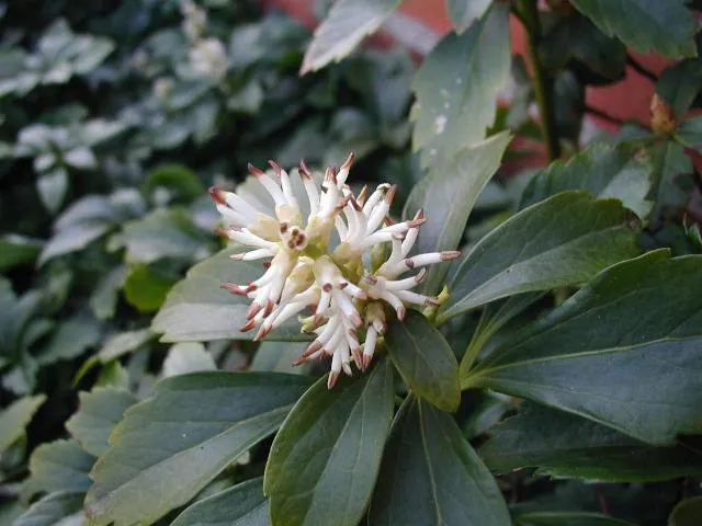 Japanese Spurge (Pachysandra Terminalis) — such as under trees or on the north side of buildings; broadleaf evergreen / ground cover for deep shade or half or