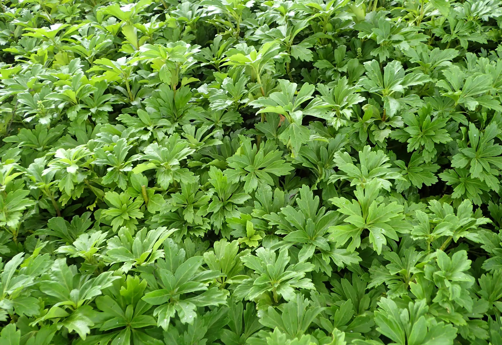 Japanese Spurge (Pachysandra Terminalis) — Due to its spreading habit; it requires minimal maintenance, image 74