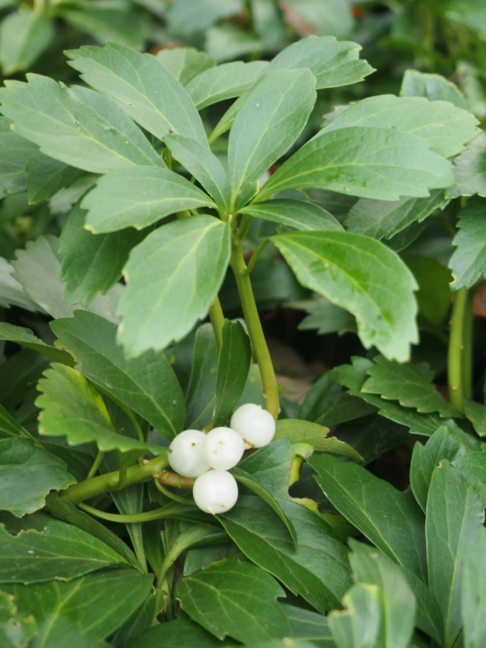 Japanese Spurge (Pachysandra Terminalis) — standing about 2 to 4 inches tall; white flowers in the garden