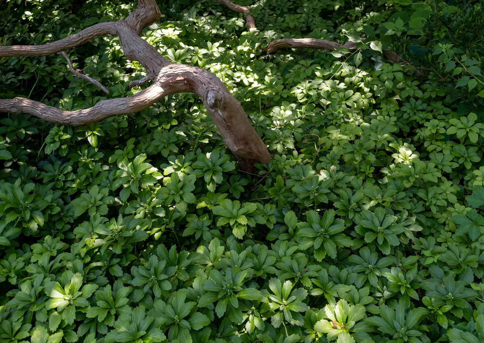 Japanese Spurge (Pachysandra Terminalis) — Due to its spreading habit; it requires minimal maintenance