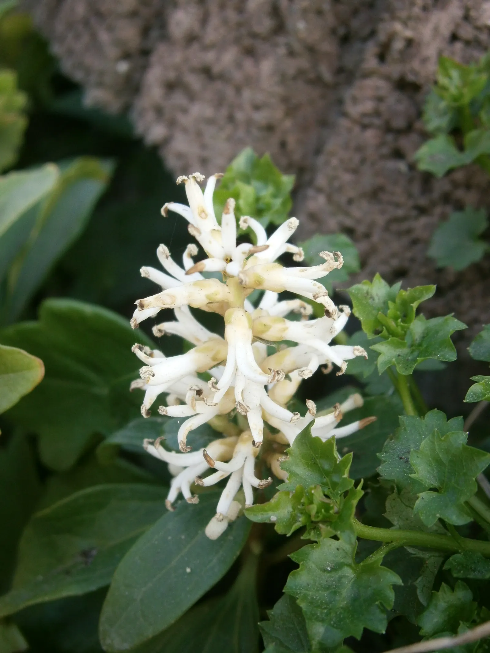 Japanese Spurge (Pachysandra Terminalis) — which add subtle interest to its otherwise uniform appearance.<br><br>Pachysandra terminalis prefers, image 68