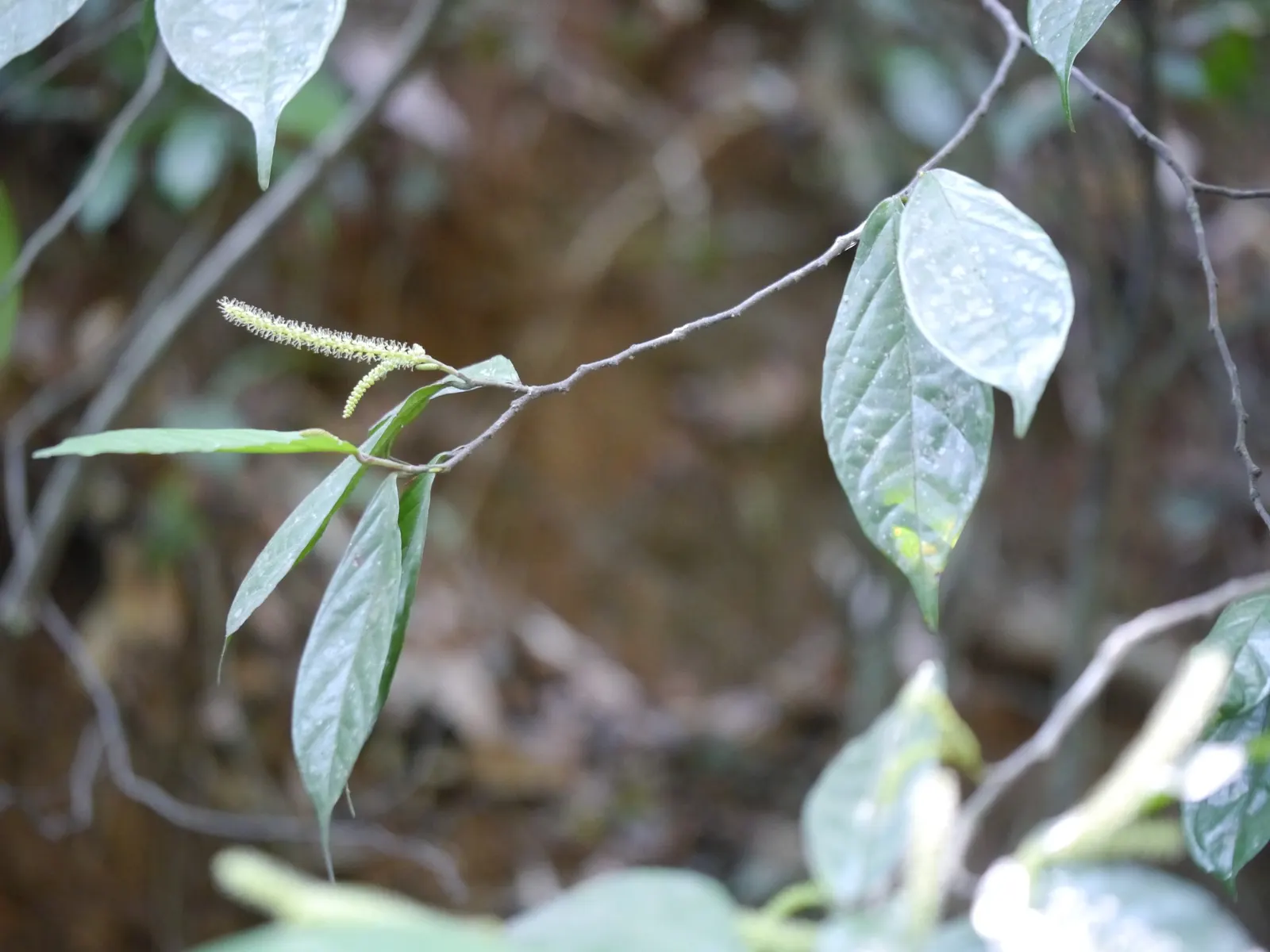 Japanese Spurge (Pachysandra Terminalis) — It requires minimal maintenance