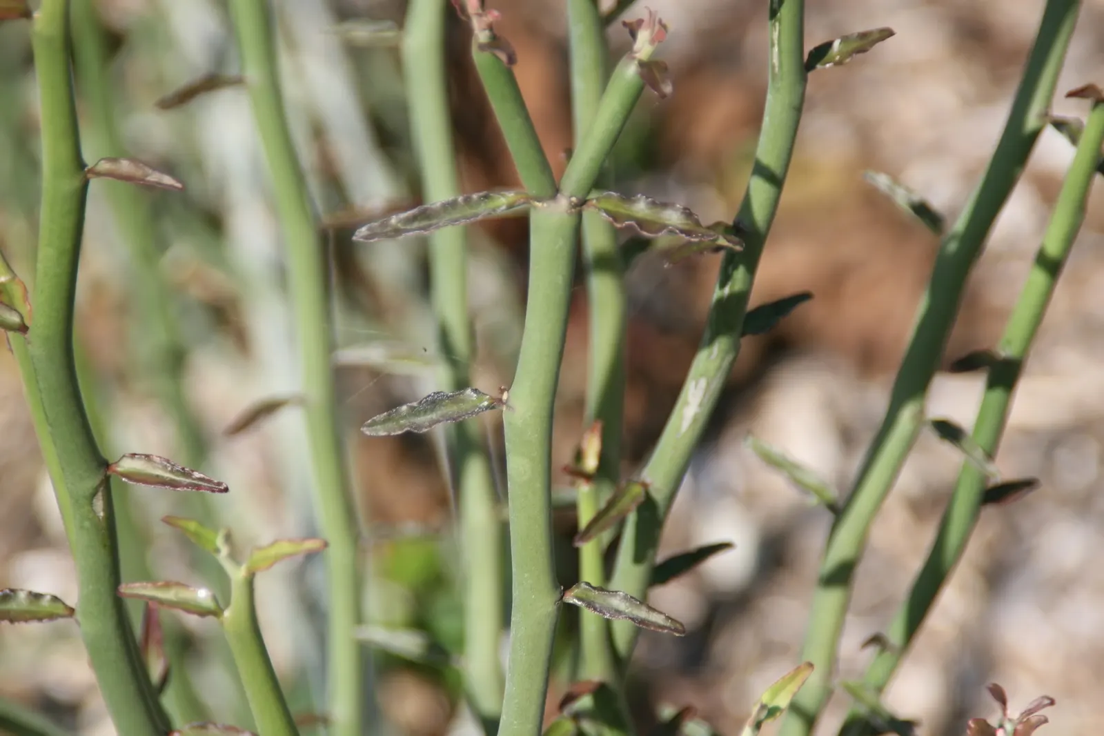 Japanese Spurge (Pachysandra Terminalis) — arranged in whorls at the end of its stems