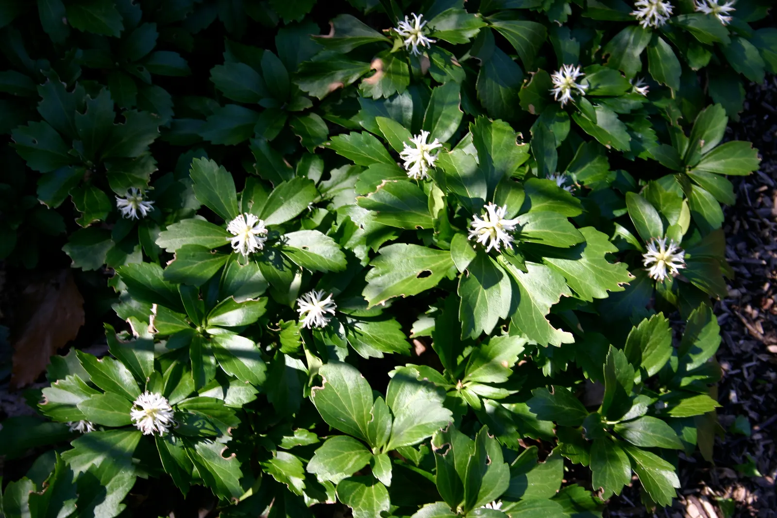 Japanese Spurge (Pachysandra Terminalis) — broadleaf evergreen / ground cover for deep shade or half or shade; its uniformity and ease of care make it a