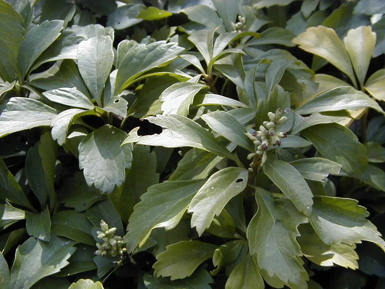 Japanese Spurge (Pachysandra Terminalis) — and underplanting in woodland gardens; resilient and adaptable, requires minimal care once established