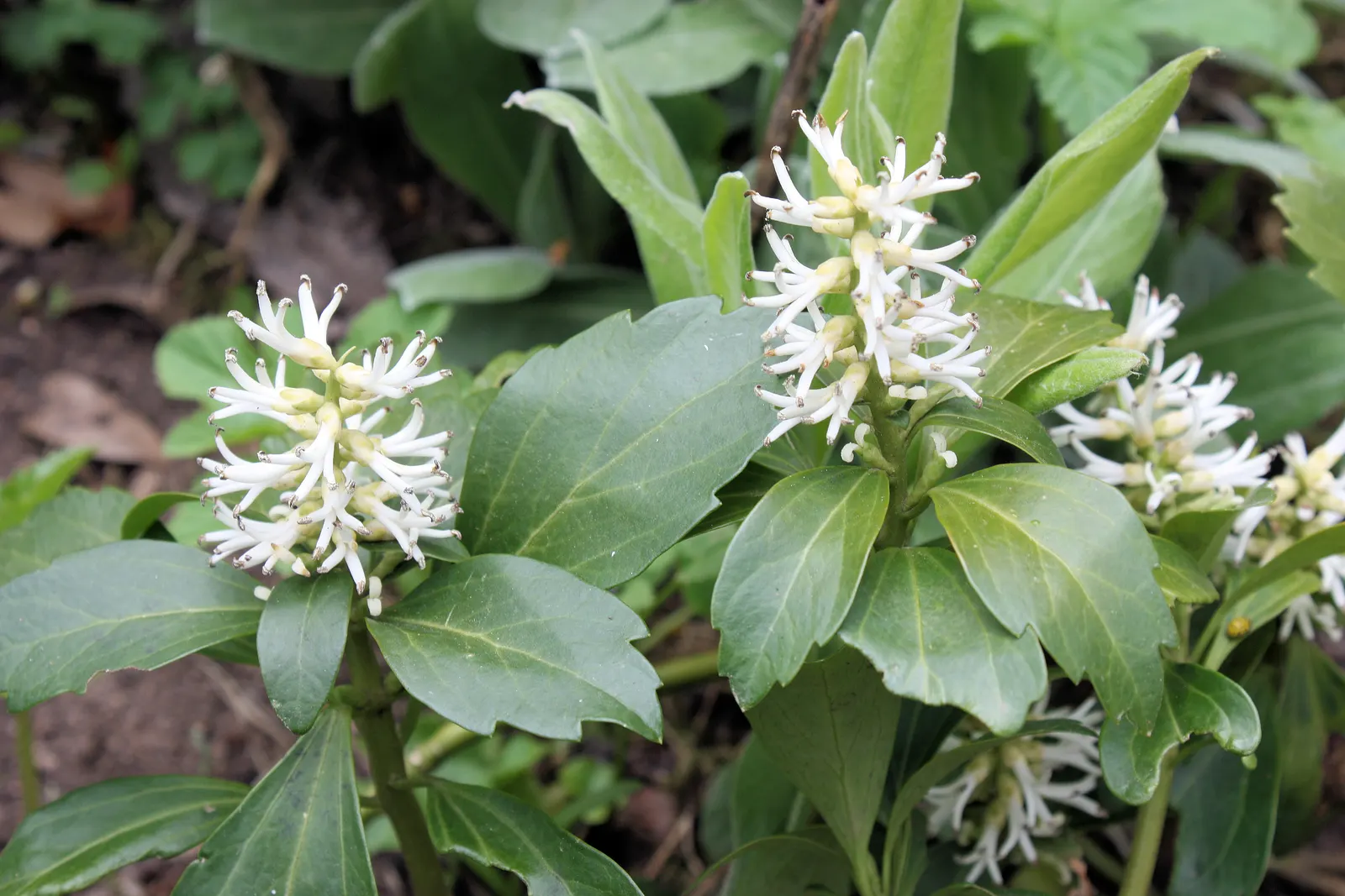 Japanese Spurge (Pachysandra Terminalis) — This shade-tolerant species thrives in conditions where other plants may struggle to establish; japanese Spurge