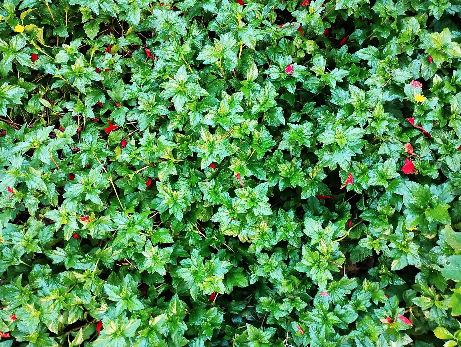 Japanese Spurge (Pachysandra Terminalis) — Resilient and adaptable, requires minimal care once established; arranged in whorls at the end of its stems