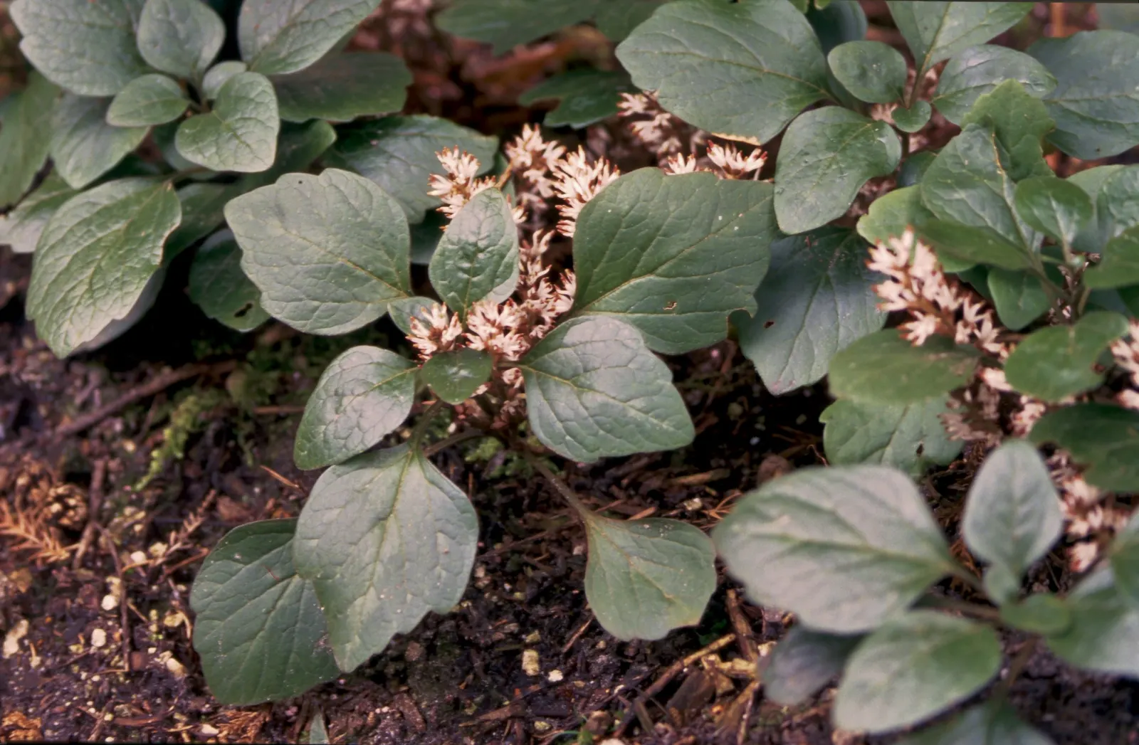 Japanese Spurge (Pachysandra Terminalis) — is a robust evergreen ground cover that provides a lush tapestry of green throughout the year; where it can form a