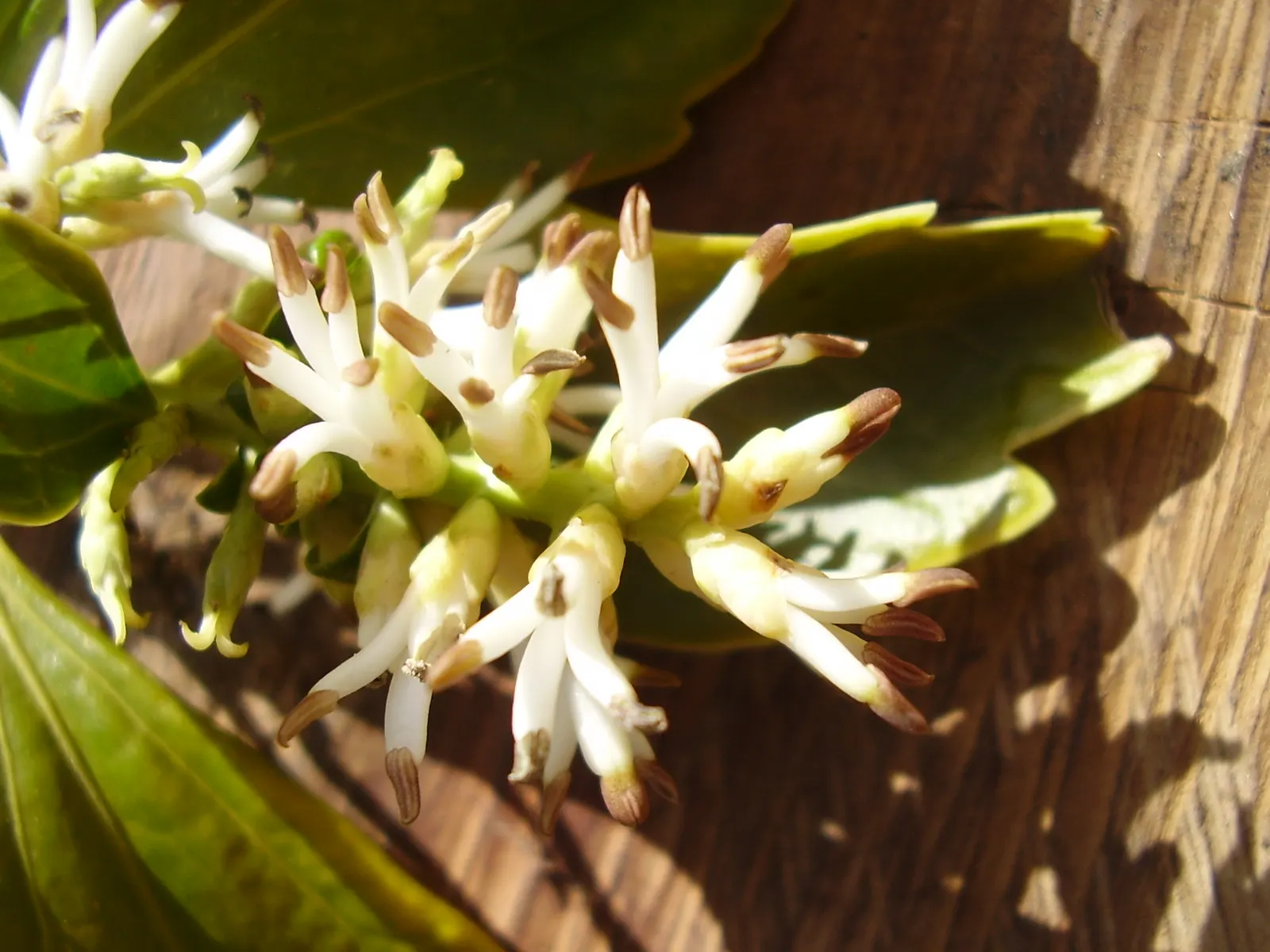 Japanese Spurge (Pachysandra Terminalis) — Ideal for low-maintenance areas, it sports tiny white blooms in early spring; it is an excellent choice for shaded