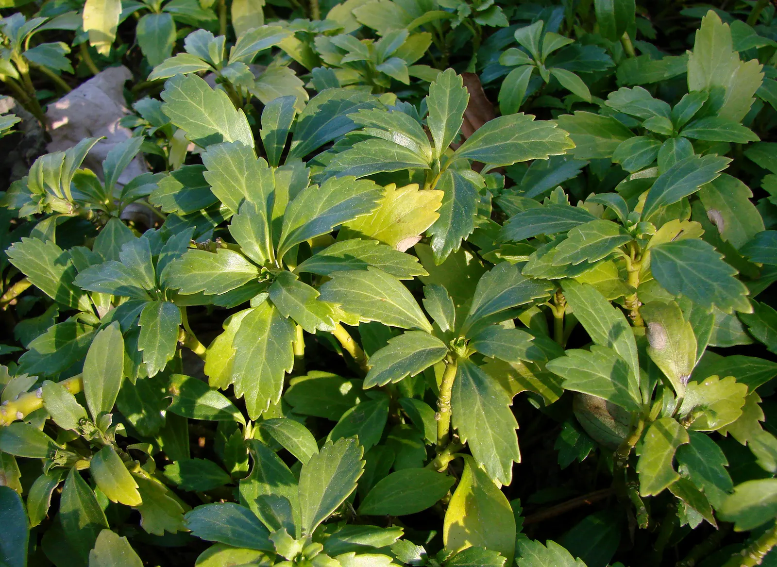 Japanese Spurge (Pachysandra Terminalis) — white flowers in the garden