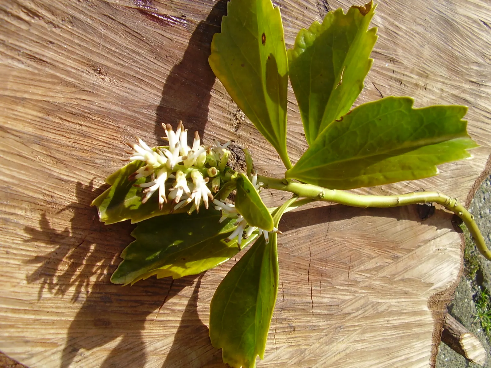 Japanese Spurge (Pachysandra Terminalis) — It forms dense mats of rich green foliage up to 10 inches high and spreads about 20 inches wide; its foliage is