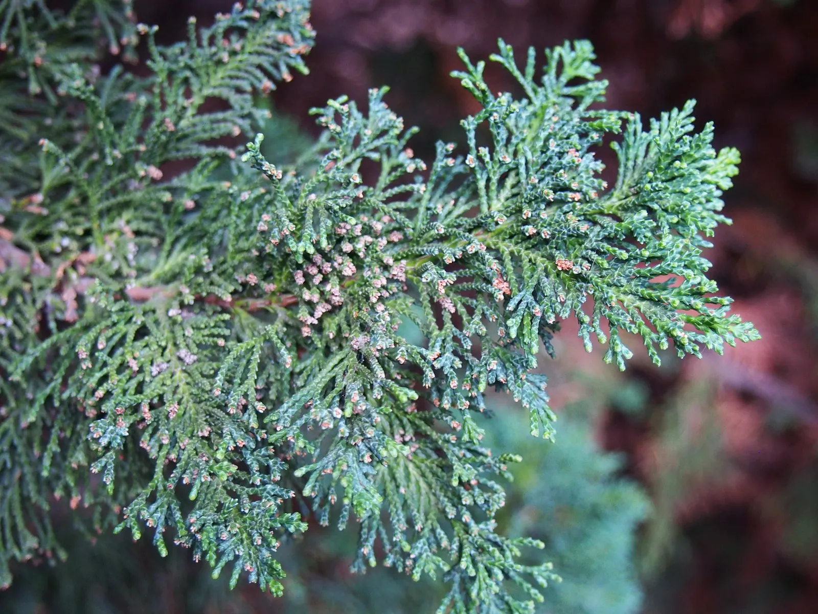 Port Orford Cedar (Chamaecyparis Lawsoniana) — reaching up to 150 ft tall and 6 ft in diameter