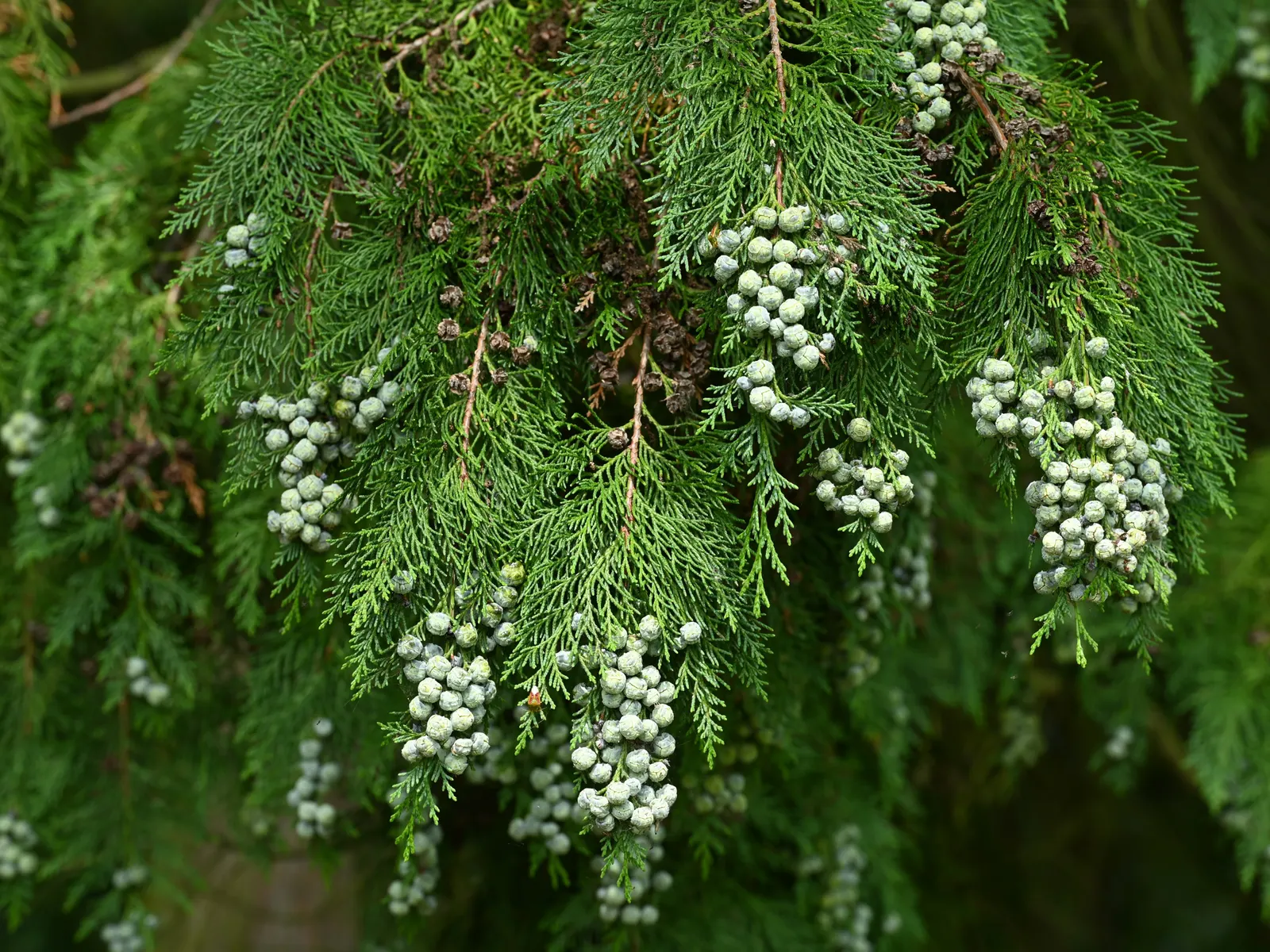 Port Orford Cedar (Chamaecyparis Lawsoniana) — Its drooping branches hold dense, scale-like, bluish-green foliage exuding a pungent aroma; ideal, image 64