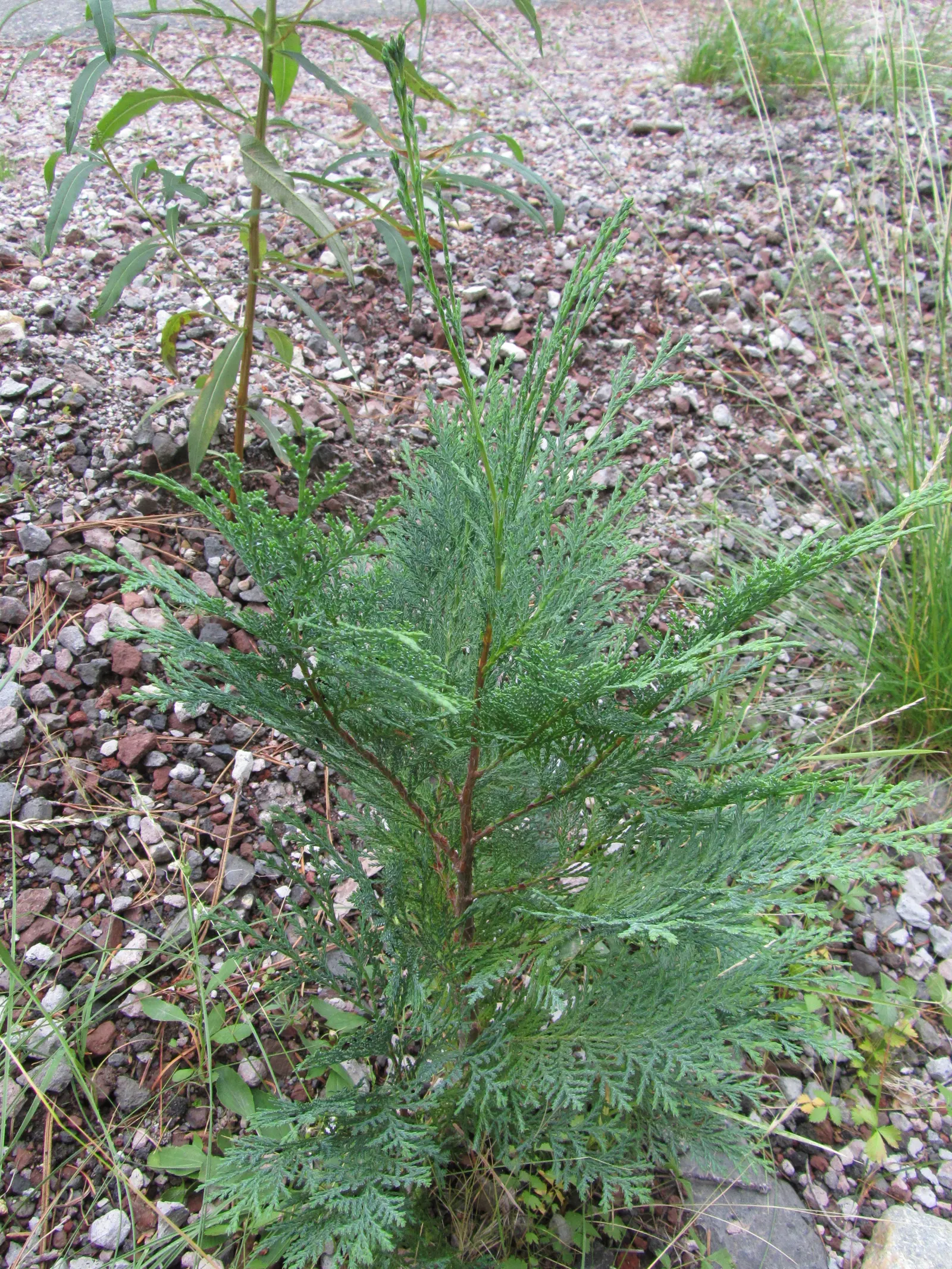 Port Orford Cedar (Chamaecyparis Lawsoniana) — The Port Orford Cedar (Chamaecyparis lawsoniana) is a majestic