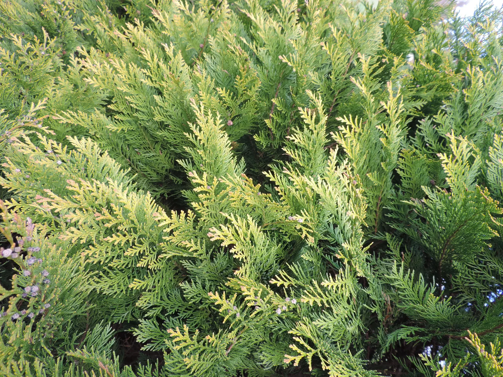 Port Orford Cedar (Chamaecyparis Lawsoniana) — Ideal for large landscapes, it requires well-drained soil; scale-like leaves are a vibrant green, image 45