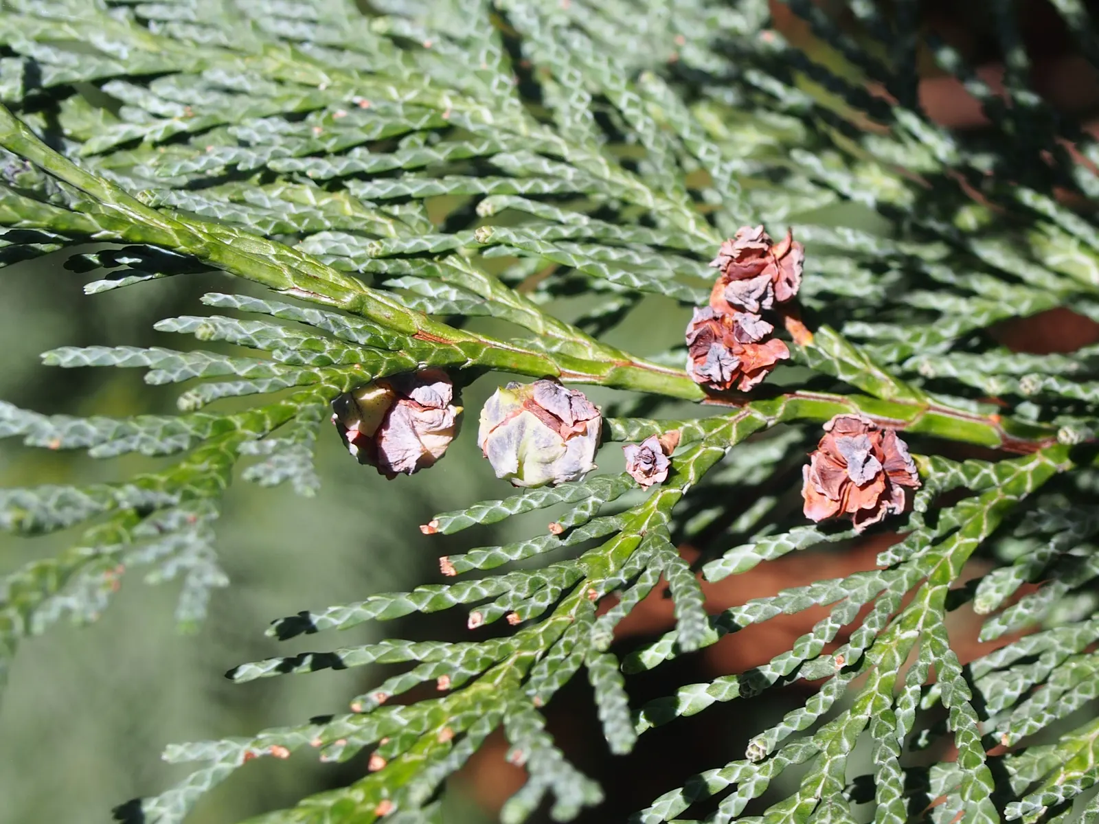 Port Orford Cedar (Chamaecyparis Lawsoniana) — evergreen conifer with a pyramidal shape; making it an excellent choice for creating vertical, image 42