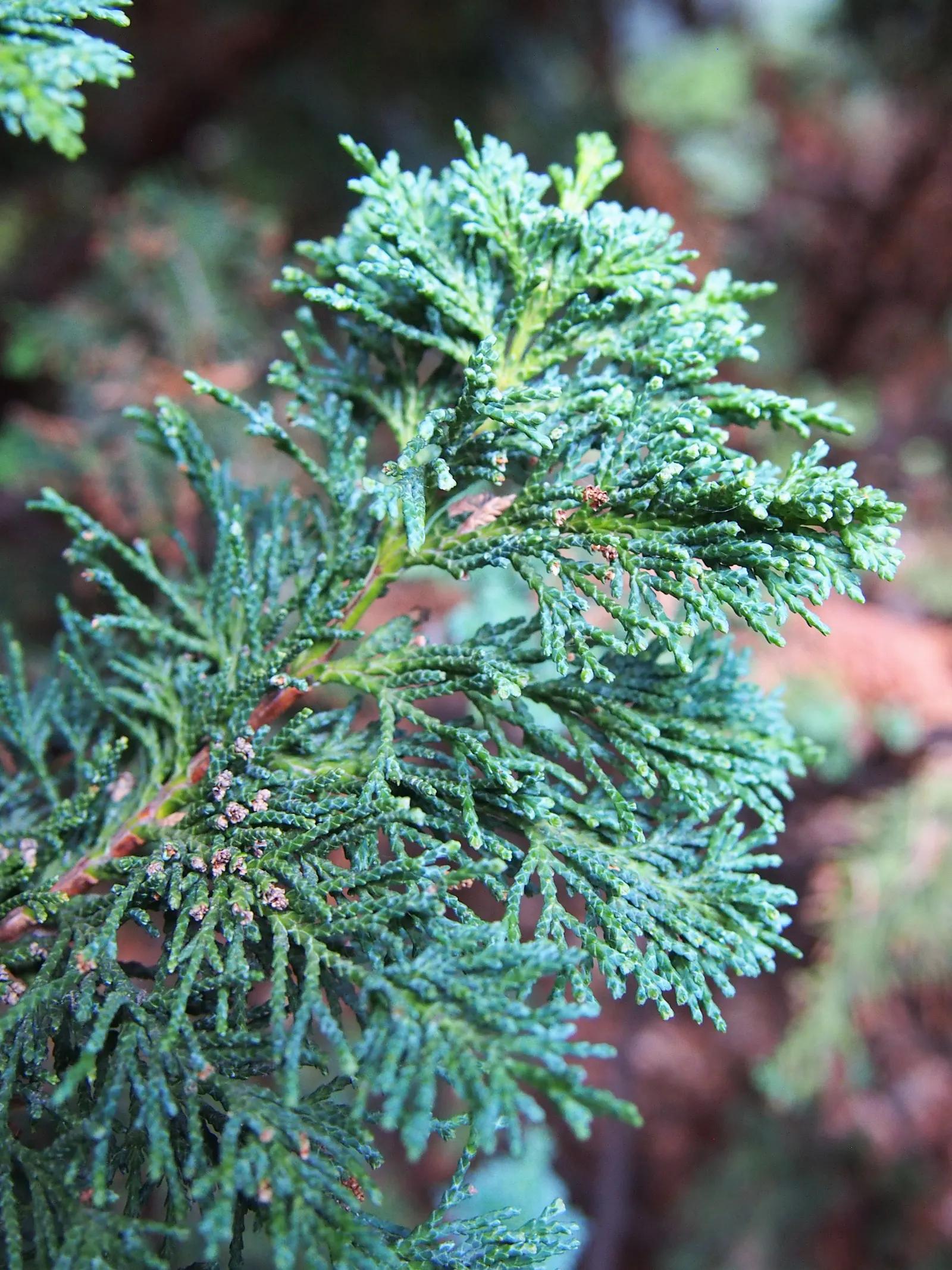Port Orford Cedar (Chamaecyparis Lawsoniana) — Ideal for large landscapes, it requires well-drained soil; scale-like leaves are a vibrant green, image 65