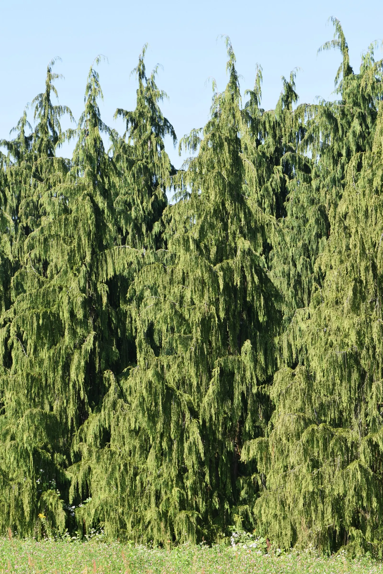 Port Orford Cedar (Chamaecyparis Lawsoniana) — Native to southwestern Oregon and northwestern California