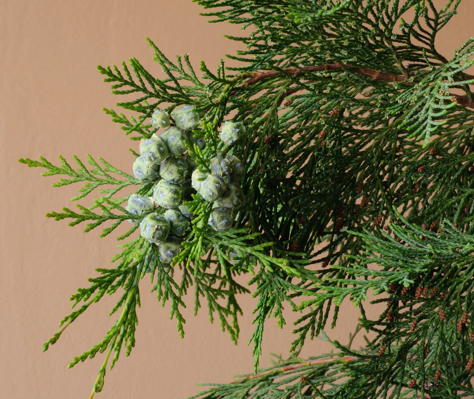 Port Orford Cedar (Chamaecyparis Lawsoniana) — reaching up to 150 ft tall and 6 ft in diameter; although regular watering is essential during dry spells