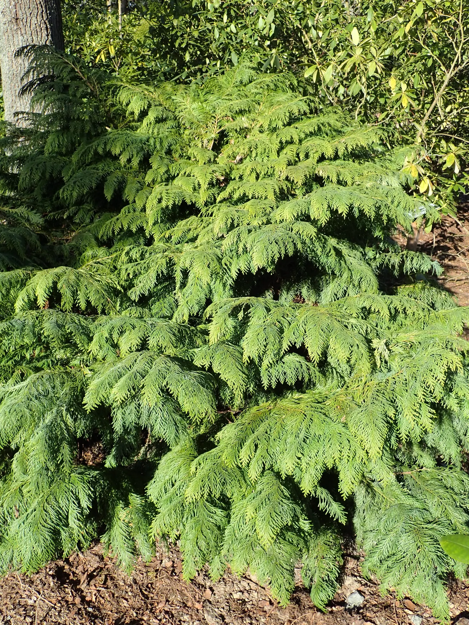 Port Orford Cedar (Chamaecyparis Lawsoniana) — providing habitat for birds and other wildlife