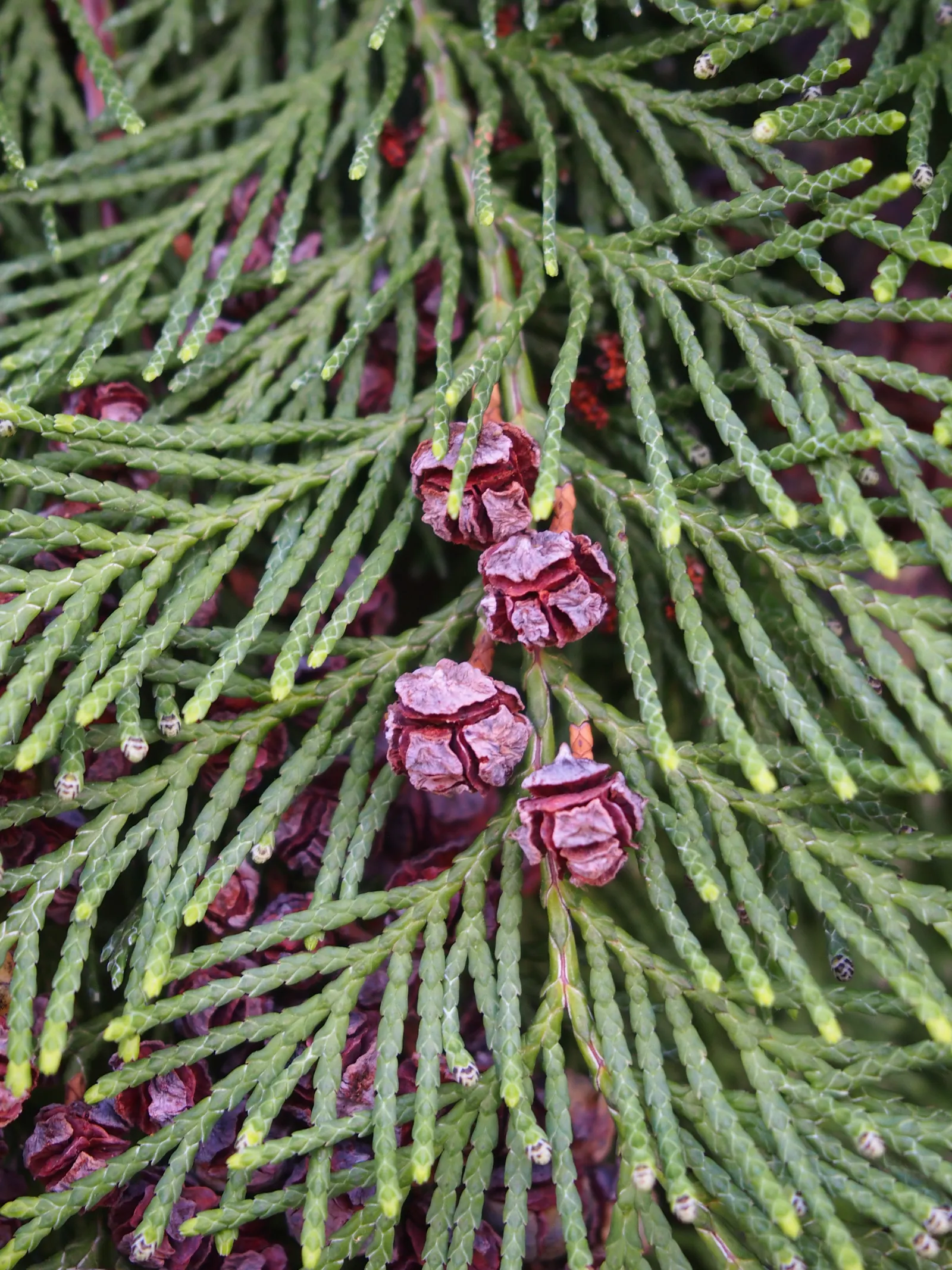 Port Orford Cedar (Chamaecyparis Lawsoniana) — Native to southwestern Oregon and northwestern California; conifer / tree for full, image 89