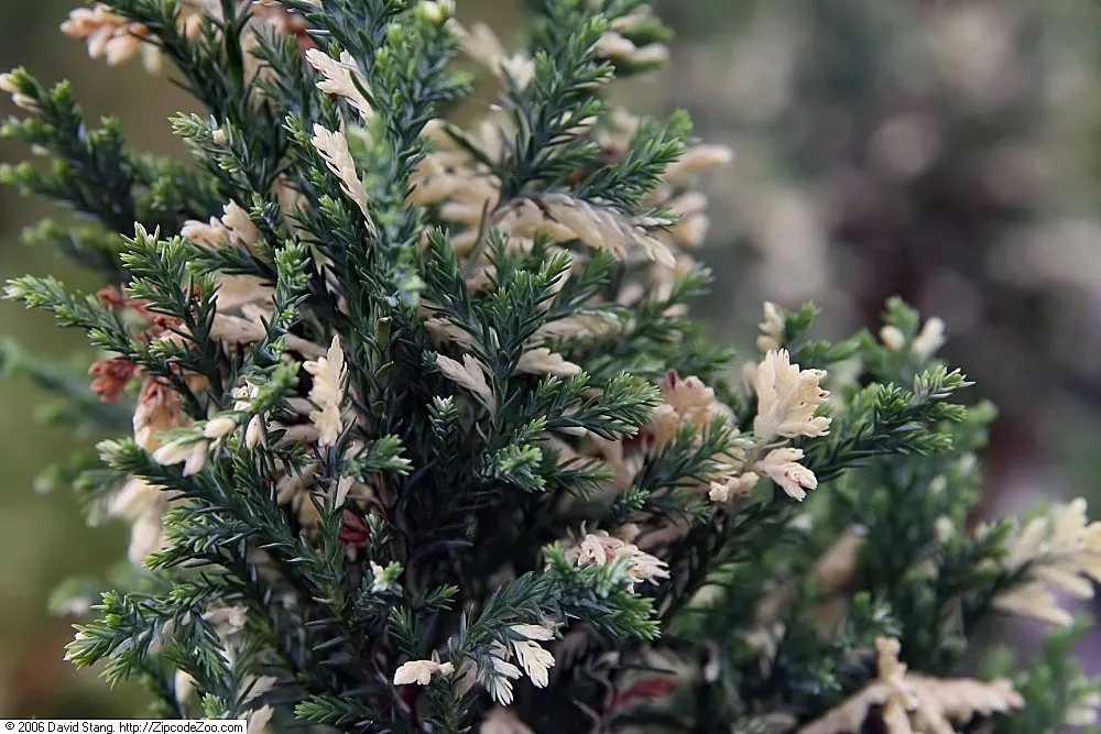 Port Orford Cedar (Chamaecyparis Lawsoniana) — approximately 0.3 to 0.4 inches in diameter.<br><br>This species prefers well-drained