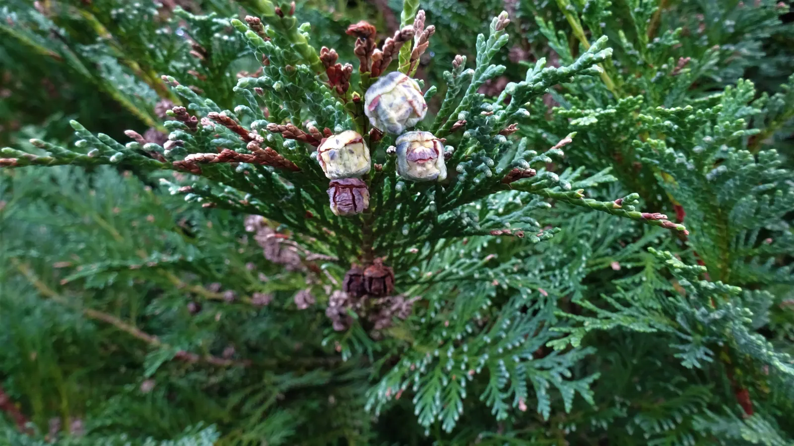 Port Orford Cedar (Chamaecyparis Lawsoniana) — evergreen conifer with a pyramidal shape; making it an excellent choice for creating vertical, image 62