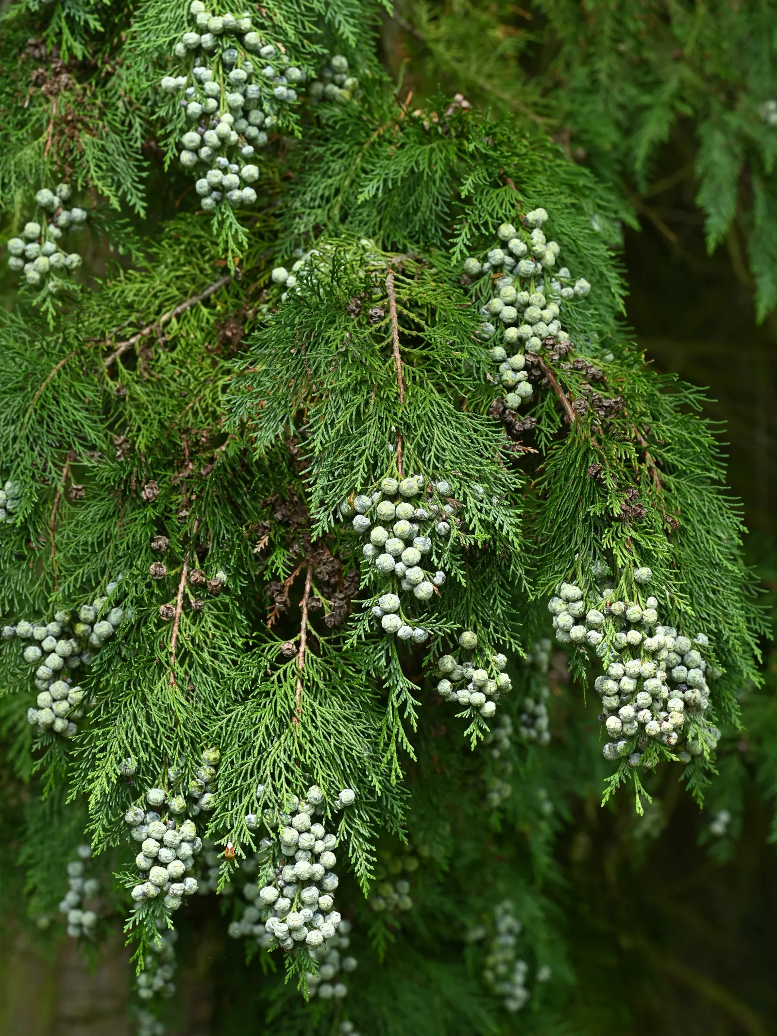 Port Orford Cedar (Chamaecyparis Lawsoniana) — providing a textured contrast to its soft foliage; approximately 0.3 to 0.4 inches in, image 94