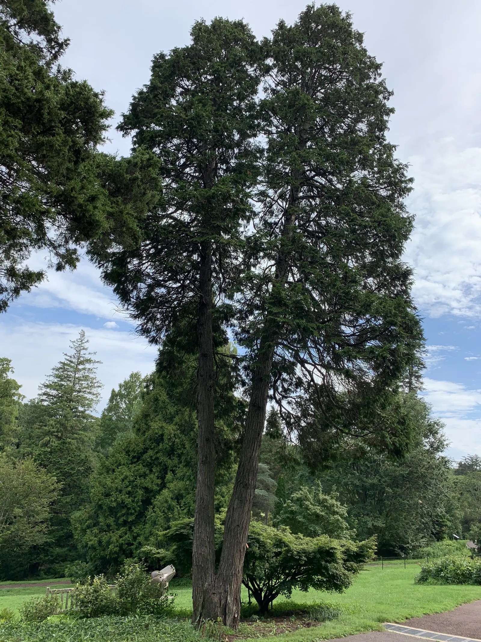 Port Orford Cedar (Chamaecyparis Lawsoniana) — evergreen conifer with a pyramidal shape