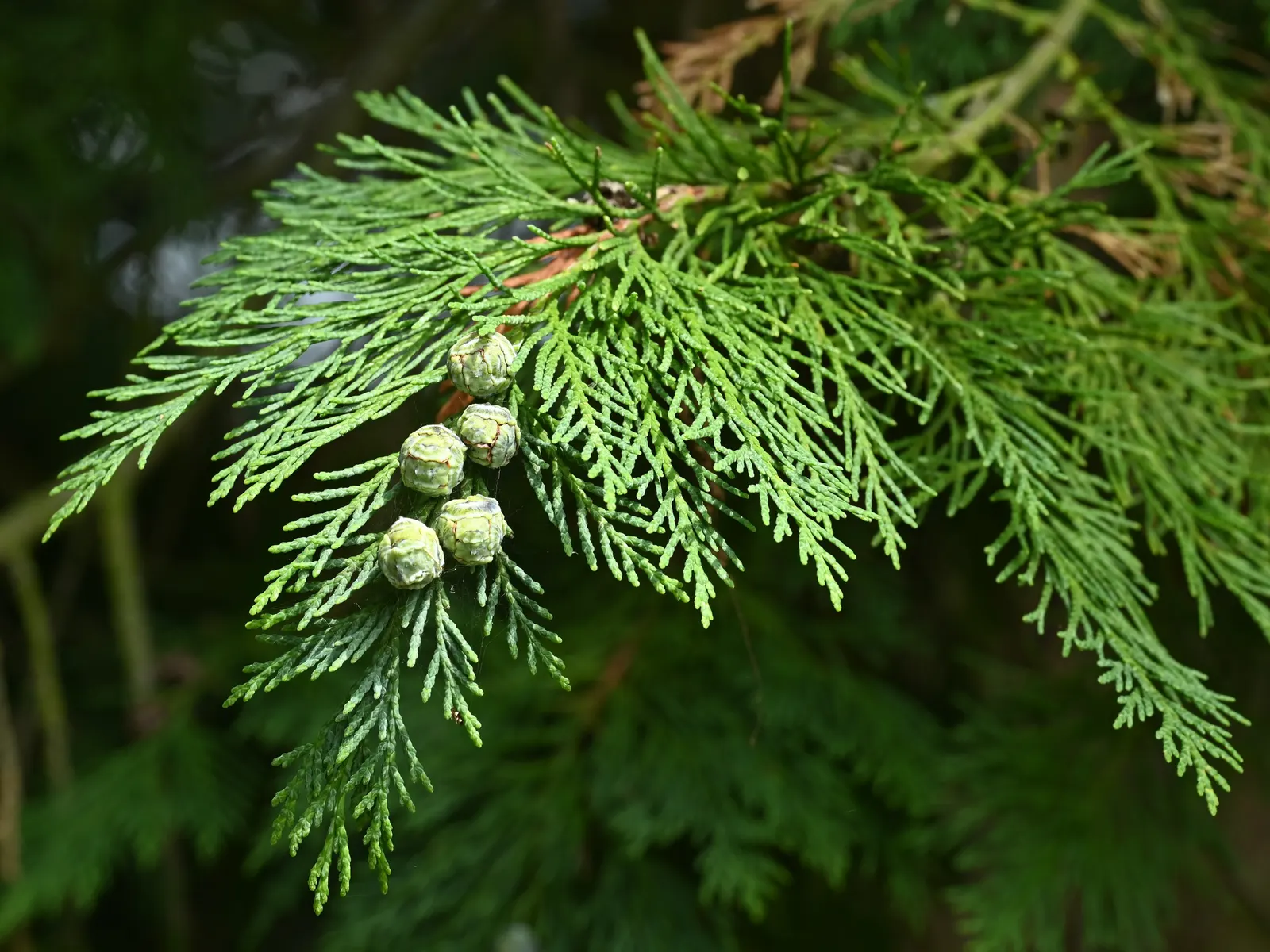 Port Orford Cedar (Chamaecyparis Lawsoniana) — providing habitat for birds and other wildlife; this distinguished tree boasts a pyramidal shape with, image 59