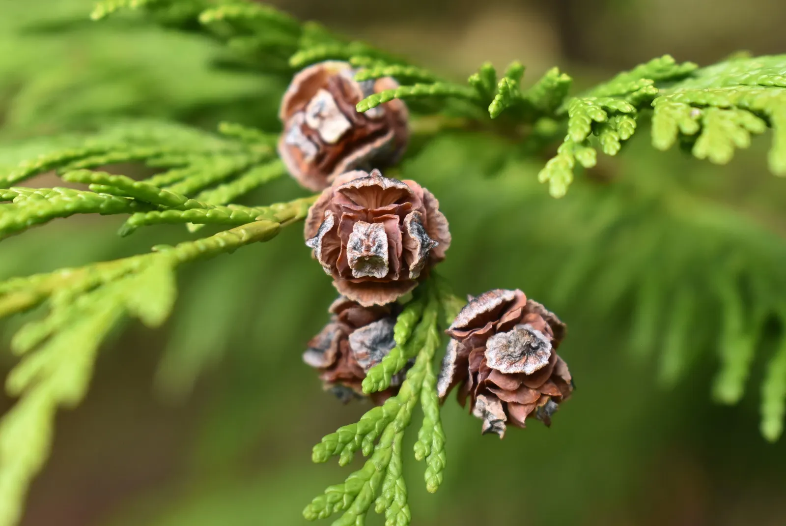 Port Orford Cedar (Chamaecyparis Lawsoniana) — making it an excellent choice for creating vertical emphasis or as a focal point in large gardens, image 51