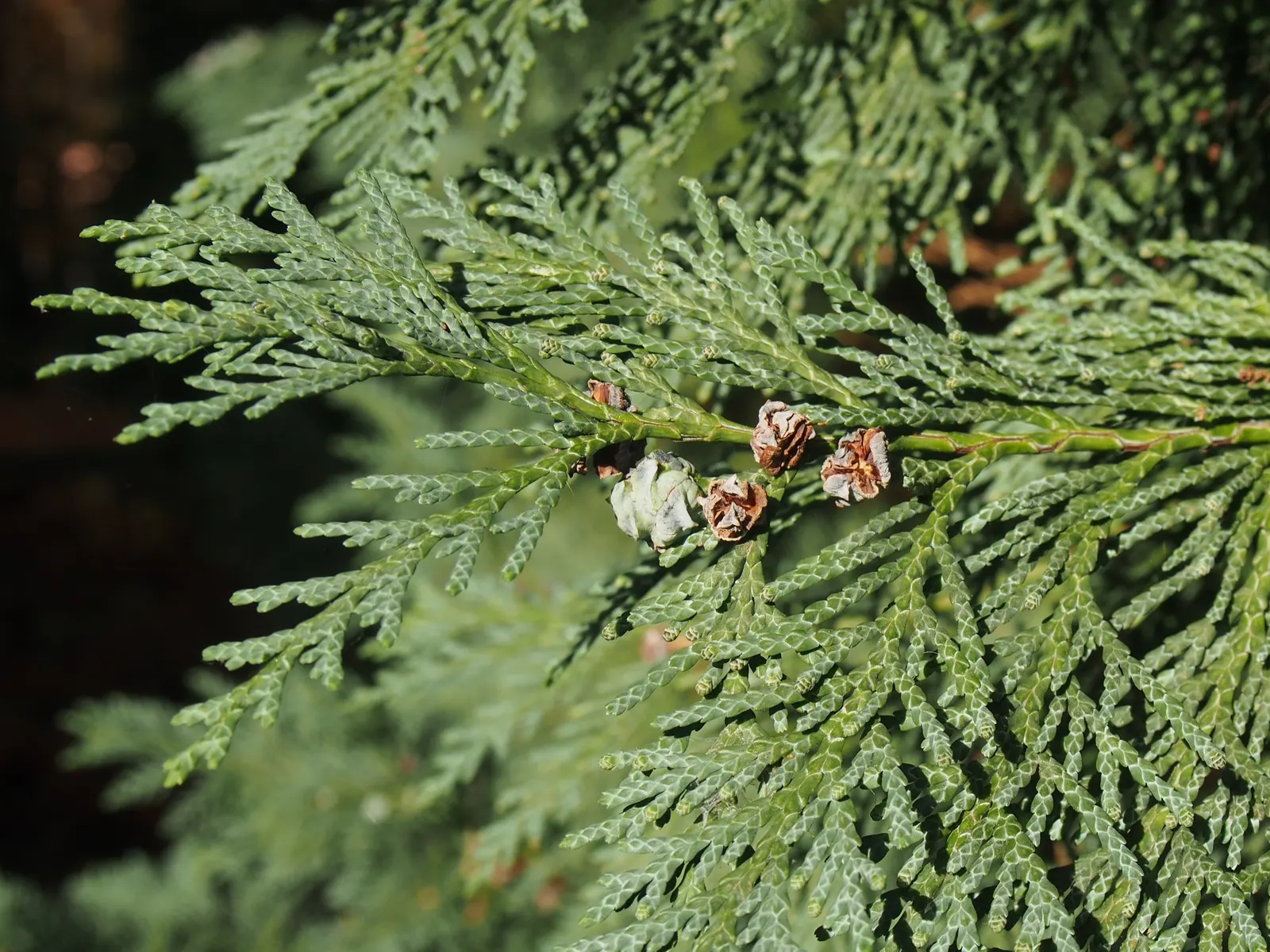 Port Orford Cedar (Chamaecyparis Lawsoniana) — conifer / tree for full