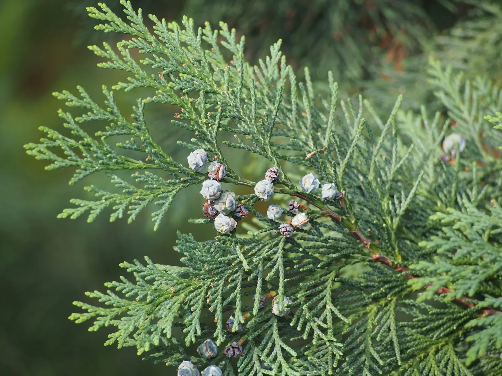 Port Orford Cedar (Chamaecyparis Lawsoniana) — conifer / tree for full; it is adaptable but requires ample space for proper development, making it less