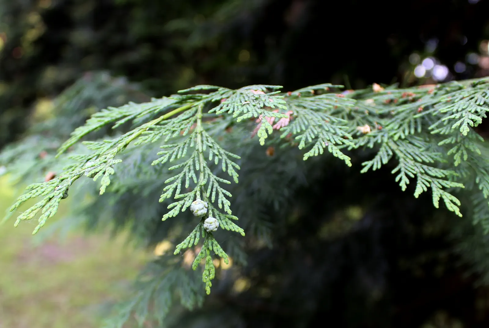 Port Orford Cedar (Chamaecyparis Lawsoniana) — this distinguished tree boasts a pyramidal shape with horizontally spreading branches, image 70