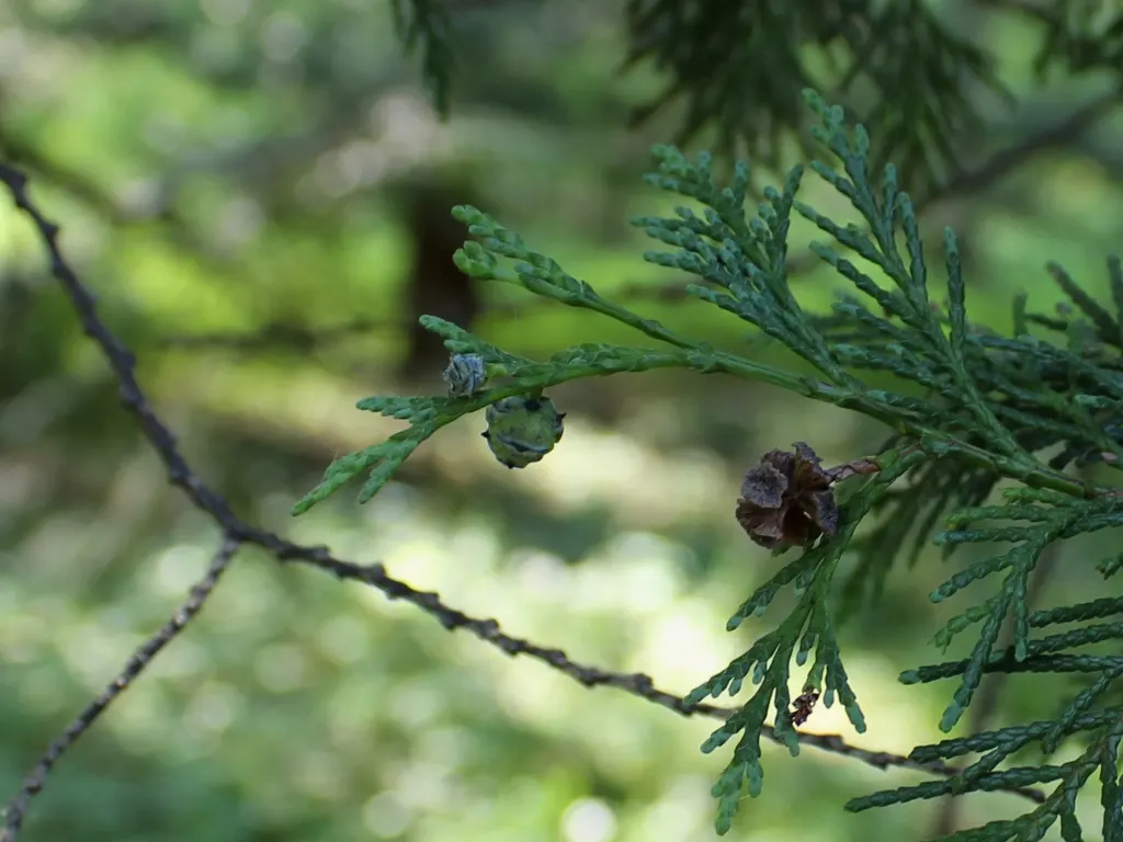 Port Orford Cedar (Chamaecyparis Lawsoniana) — Native to southwestern Oregon and northwestern California; conifer / tree for full