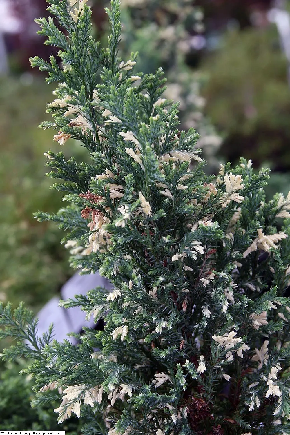 Port Orford Cedar (Chamaecyparis Lawsoniana) — making it an excellent choice for creating vertical emphasis or as a focal point in large gardens