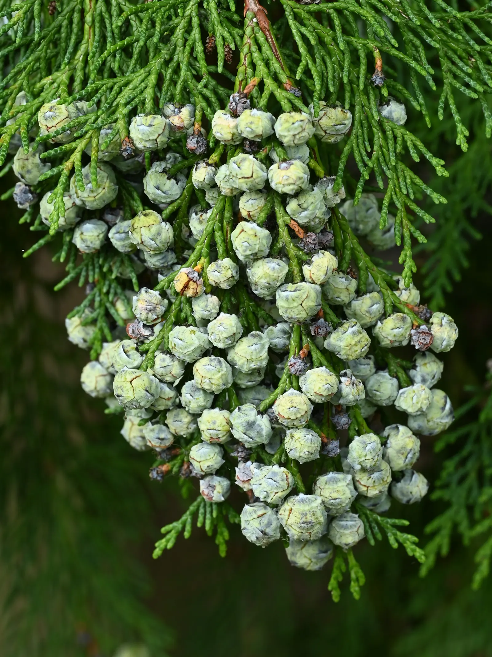 Port Orford Cedar (Chamaecyparis Lawsoniana) — is a stately evergreen conifer known for its resilience and graceful aesthetic; sometimes tinged, image 88