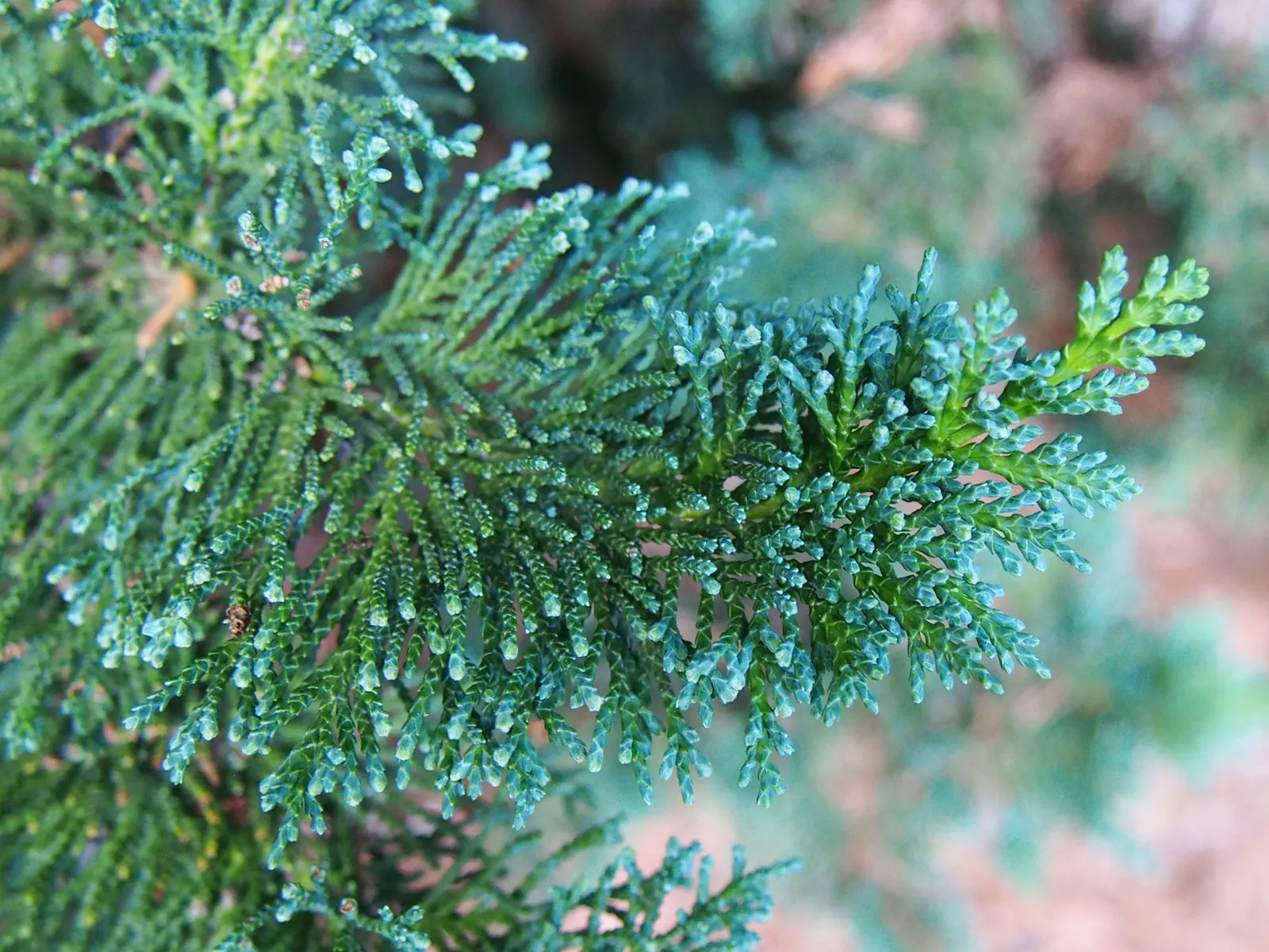 Port Orford Cedar (Chamaecyparis Lawsoniana) — evergreen conifer with a pyramidal shape; making it an excellent choice for creating vertical emphasis or as a