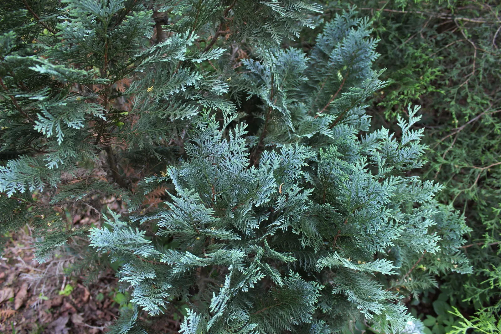 Port Orford Cedar (Chamaecyparis Lawsoniana) — approximately 0.3 to 0.4 inches in diameter.<br><br>This species prefers well-drained; evergreen conifer with a