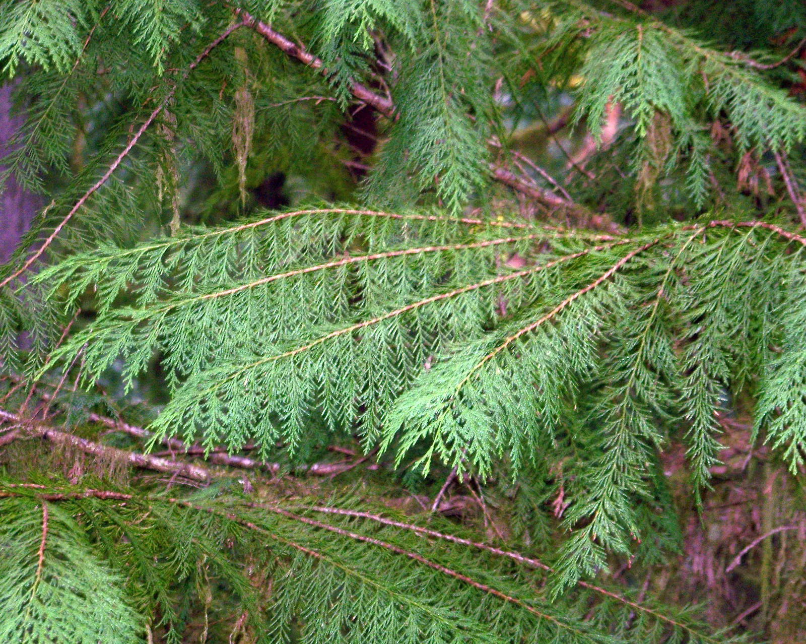 Port Orford Cedar (Chamaecyparis Lawsoniana) — scientifically known as Chamaecyparis lawsoniana; hardy in zones 7-9, it brings elegance and, image 47