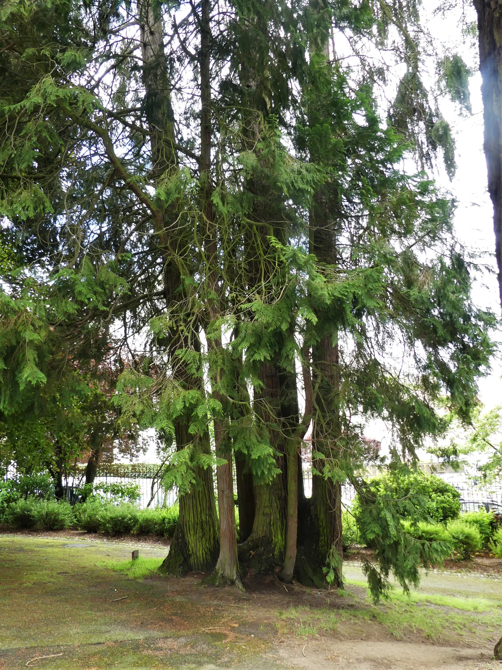 Port Orford Cedar (Chamaecyparis Lawsoniana) — providing a textured contrast to its soft foliage; approximately 0.3 to 0.4 inches in diameter.<br><br>This